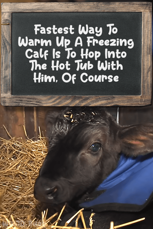 Fastest Way To Warm Up A Freezing Calf Is To Hop Into The Hot Tub With Him, Of Course