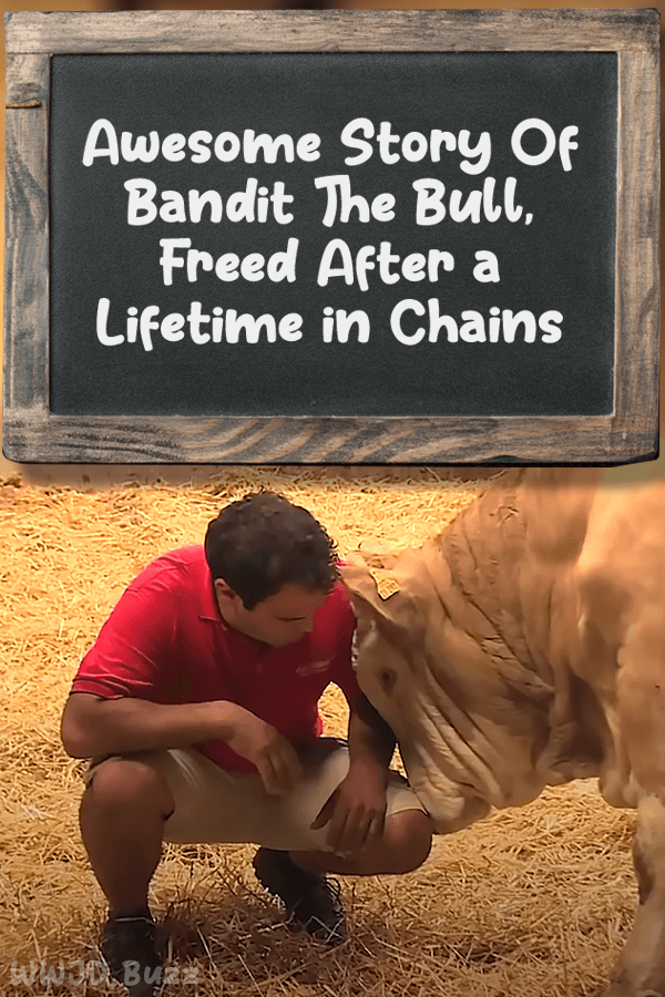 Awesome Story Of Bandit The Bull, Freed After a Lifetime in Chains