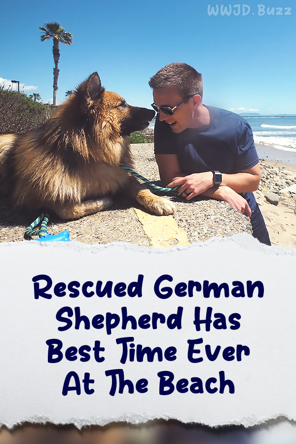 Rescued German Shepherd Has Best Time Ever At The Beach