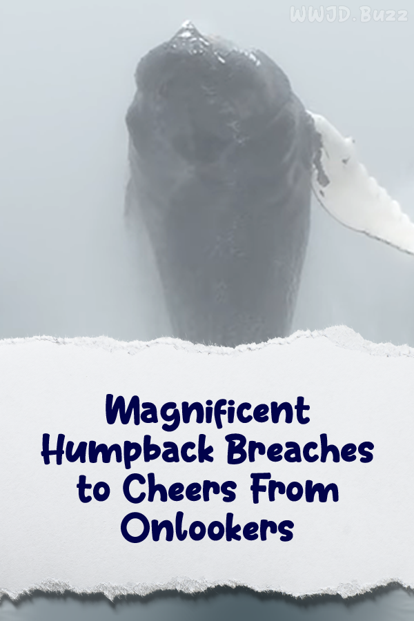 Magnificent Humpback Breaches to Cheers From Onlookers