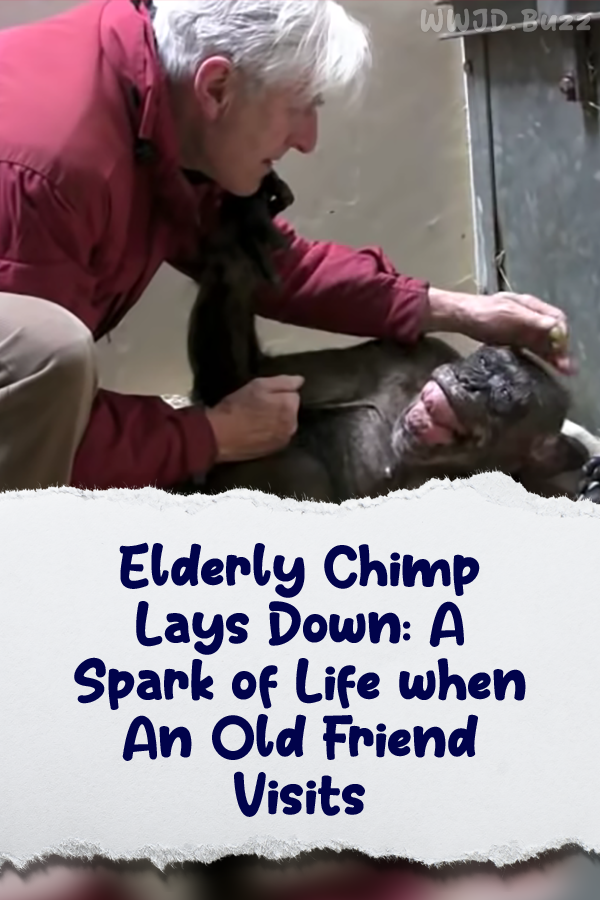 Elderly Chimp Lays Down: A Spark of Life when An Old Friend Visits