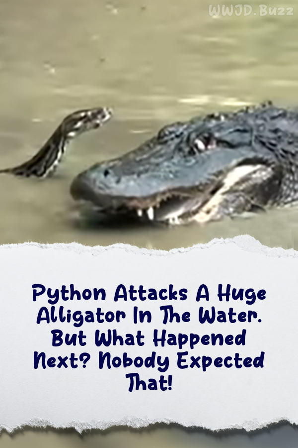 Python Attacks A Huge Alligator In The Water. But What Happened Next? Nobody Expected That!
