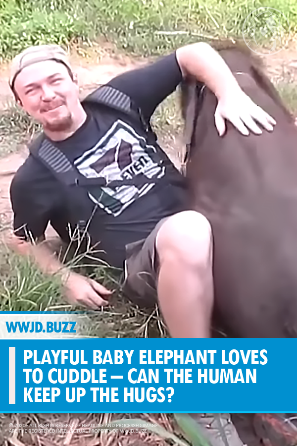 Playful Baby Elephant Loves to Cuddle – Can the Human Keep up The Hugs?