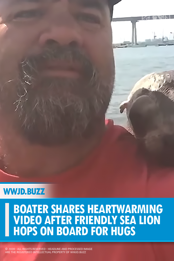 Boater Shares Heartwarming Video After Friendly Sea Lion Hops on Board for Hugs