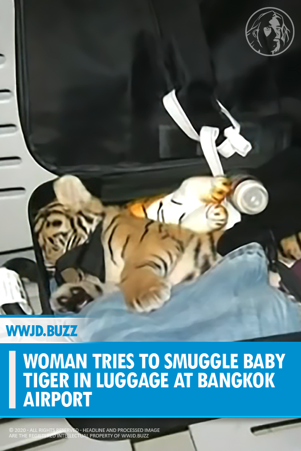 Woman Tries to Smuggle Baby Tiger in Luggage at Bangkok Airport