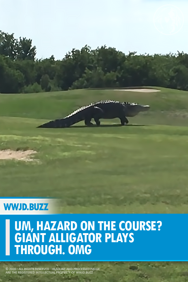 Um, Hazard on The Course? GIANT Alligator plays through. OMG