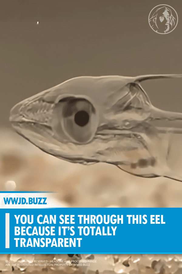 You Can See Through This Eel Because It’s Totally Transparent