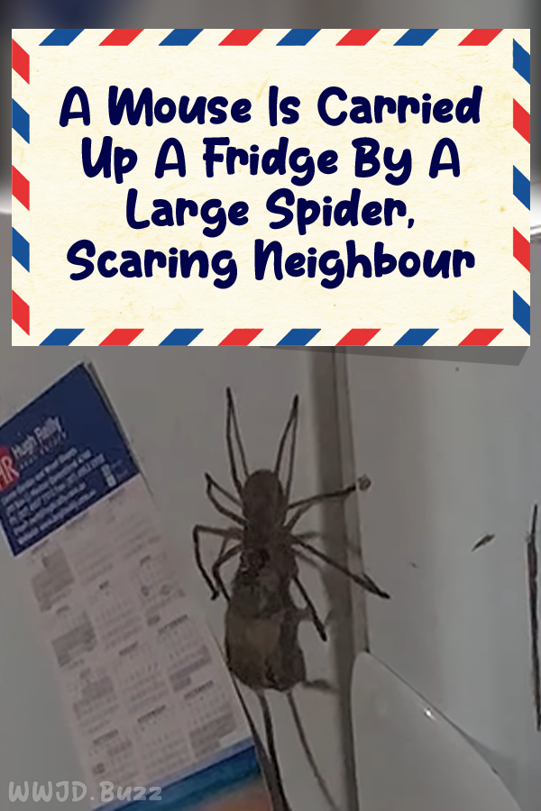 A Mouse Is Carried Up A Fridge By A Large Spider, Scaring Neighbour