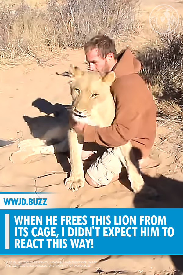 When He Frees This Lion From Its Cage, I Didn\'t Expect Him To React THIS Way!