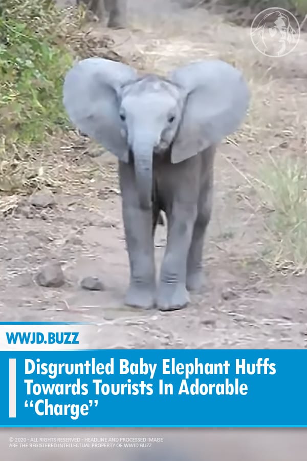 Disgruntled Baby Elephant Huffs Towards Tourists In Adorable “Charge”