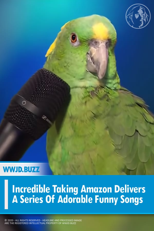 Incredible Taking Amazon Delivers A Series Of Adorable Funny Songs