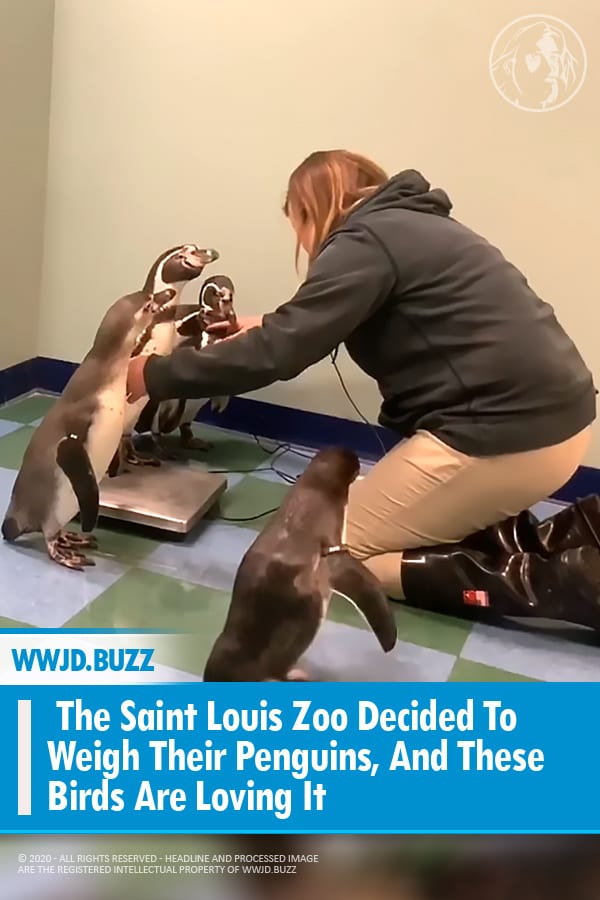 The Saint Louis Zoo Decided To Weigh Their Penguins, And These Birds Are Loving It