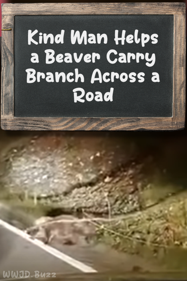 Kind Man Helps a Beaver Carry Branch Across a Road