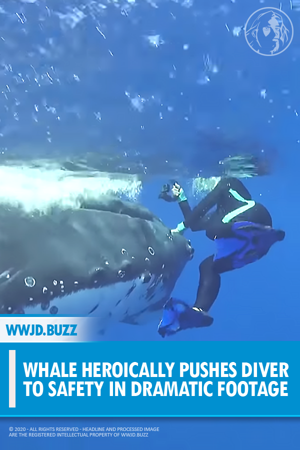 Whale Heroically Pushes Diver to Safety in Dramatic Footage