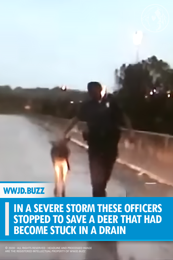 In a Severe Storm These Officers Stopped to Save a Deer that Had Become Stuck In a Drain