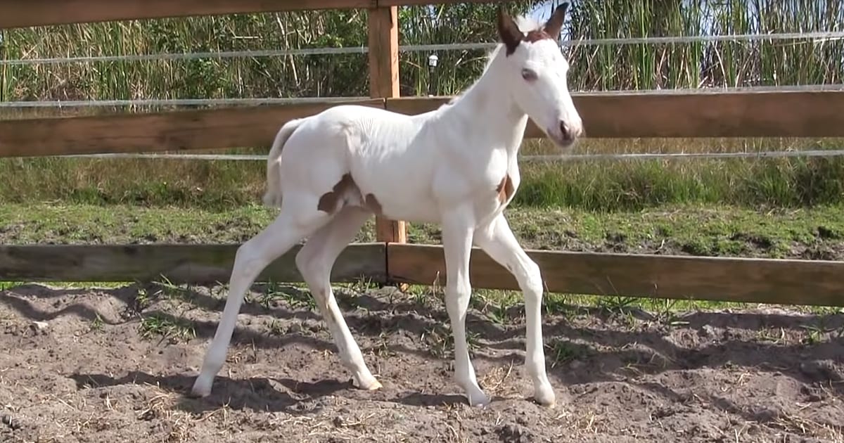 Coconut The Horse Will Have You Glued To Your Screen, And It’s Not Just Because Of Her Charm WWJD