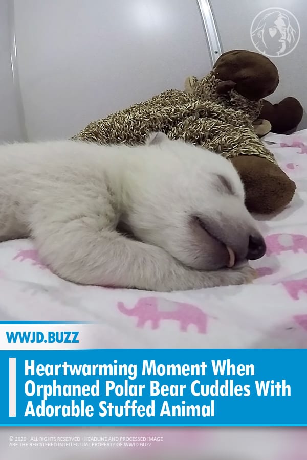 Heartwarming Moment When Orphaned Polar Bear Cuddles With Adorable Stuffed Animal
