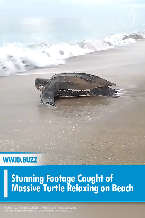Stunning Footage Caught of Massive Turtle Relaxing on Beach