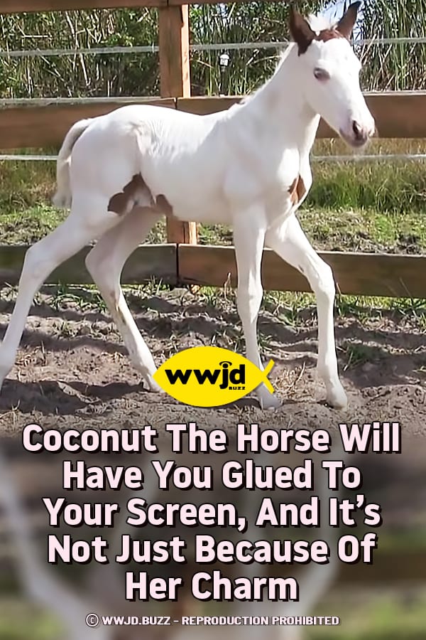 Coconut The Horse Will Have You Glued To Your Screen, And It’s Not Just Because Of Her Charm