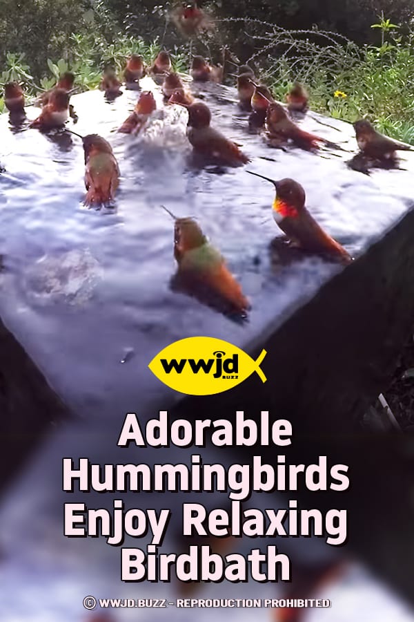 Adorable Hummingbirds Enjoy Relaxing Birdbath