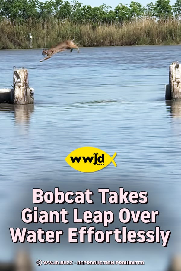 Bobcat Takes Giant Leap Over Water Effortlessly