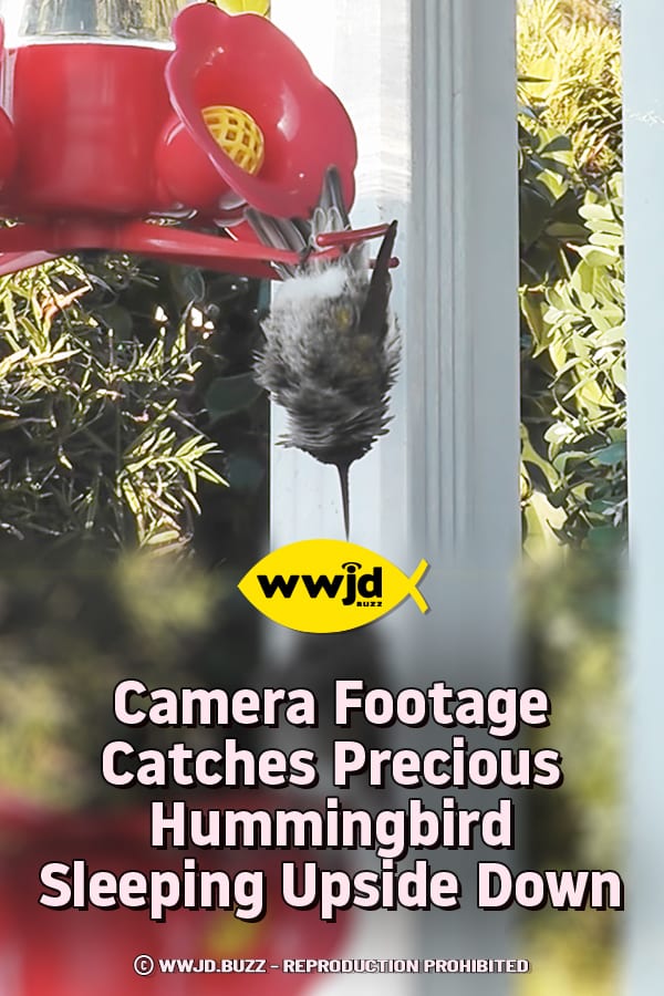 Camera Footage Catches Precious Hummingbird Sleeping Upside Down