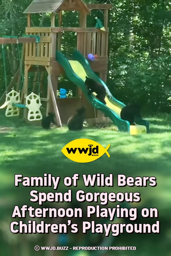Family of Wild Bears Spend Gorgeous Afternoon Playing on Children’s Playground