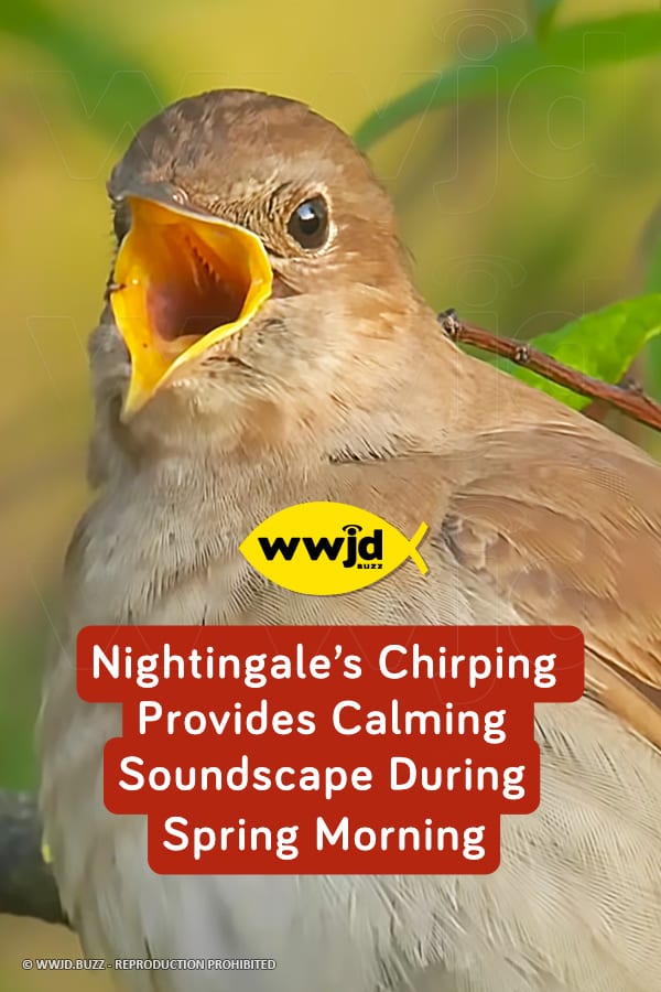 Nightingale’s Chirping Provides Calming Soundscape During Spring Morning