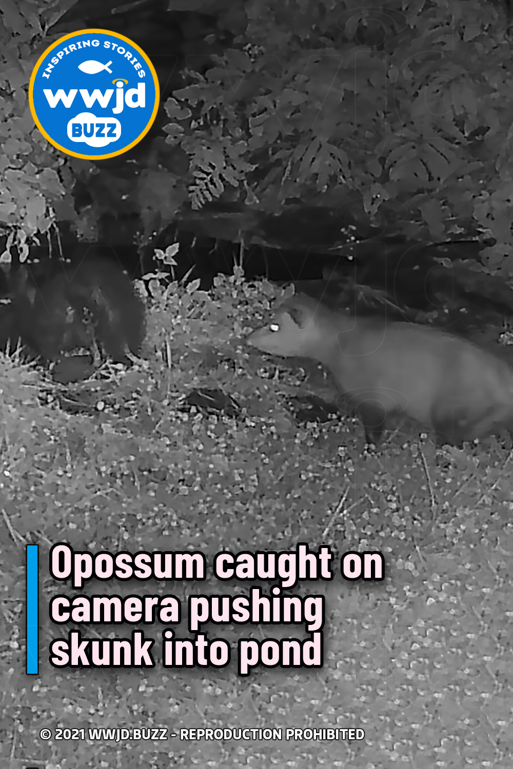 Opossum caught on camera pushing skunk into pond