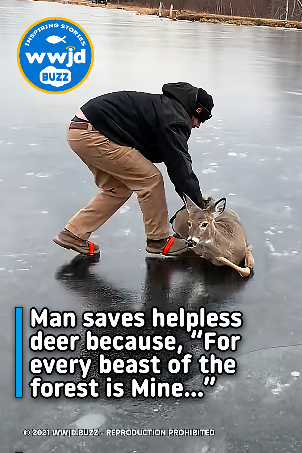 Man saves helpless deer because, “For every beast of the forest is Mine…”
