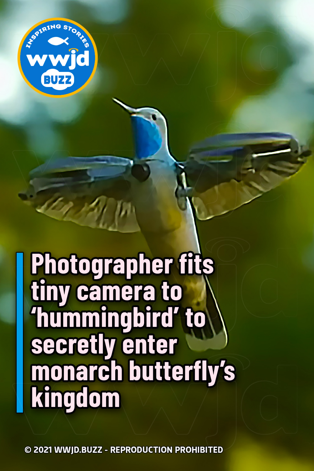 Photographer fits tiny camera to ‘hummingbird’ to secretly enter monarch butterfly’s kingdom