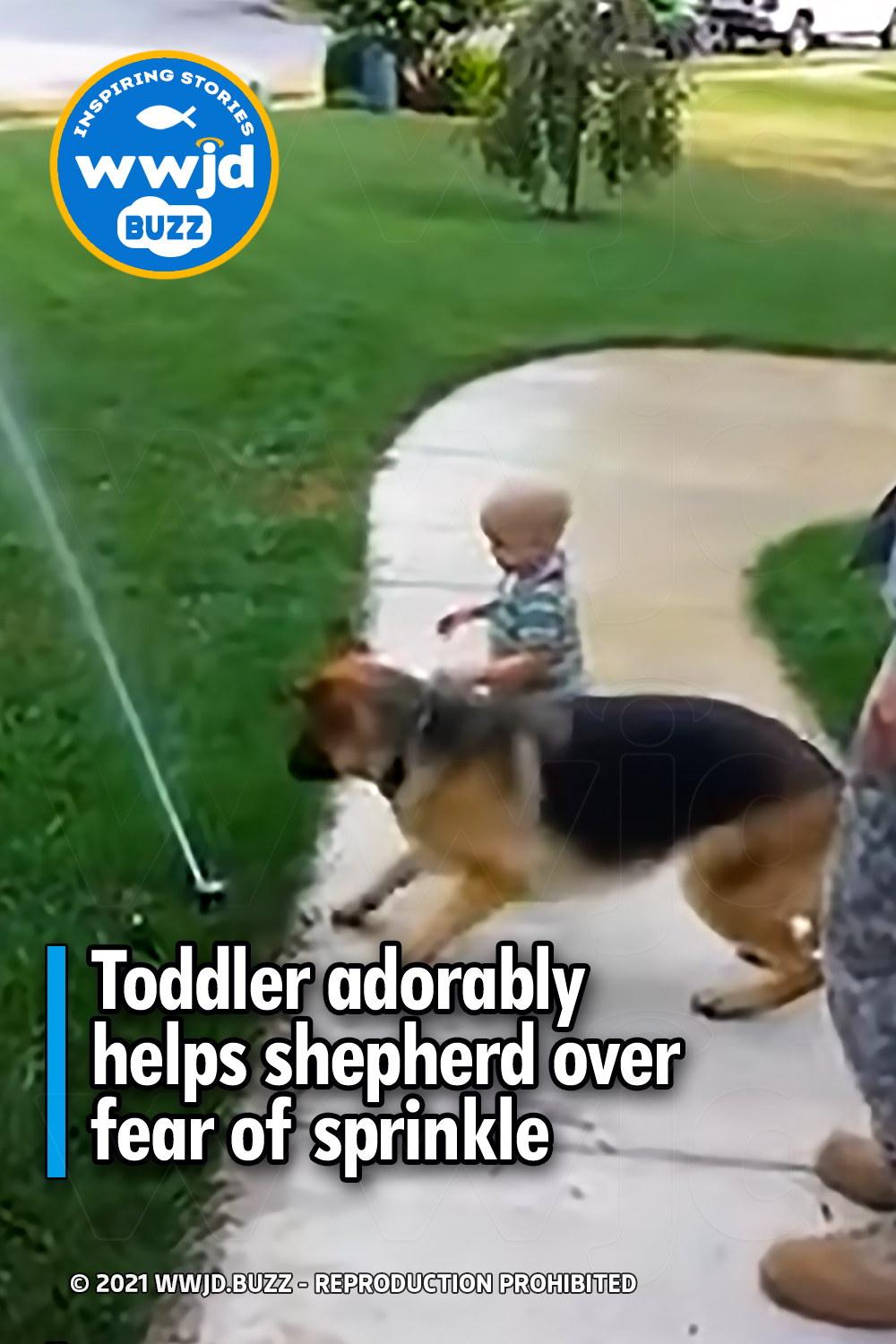 Toddler adorably helps shepherd over fear of sprinkle