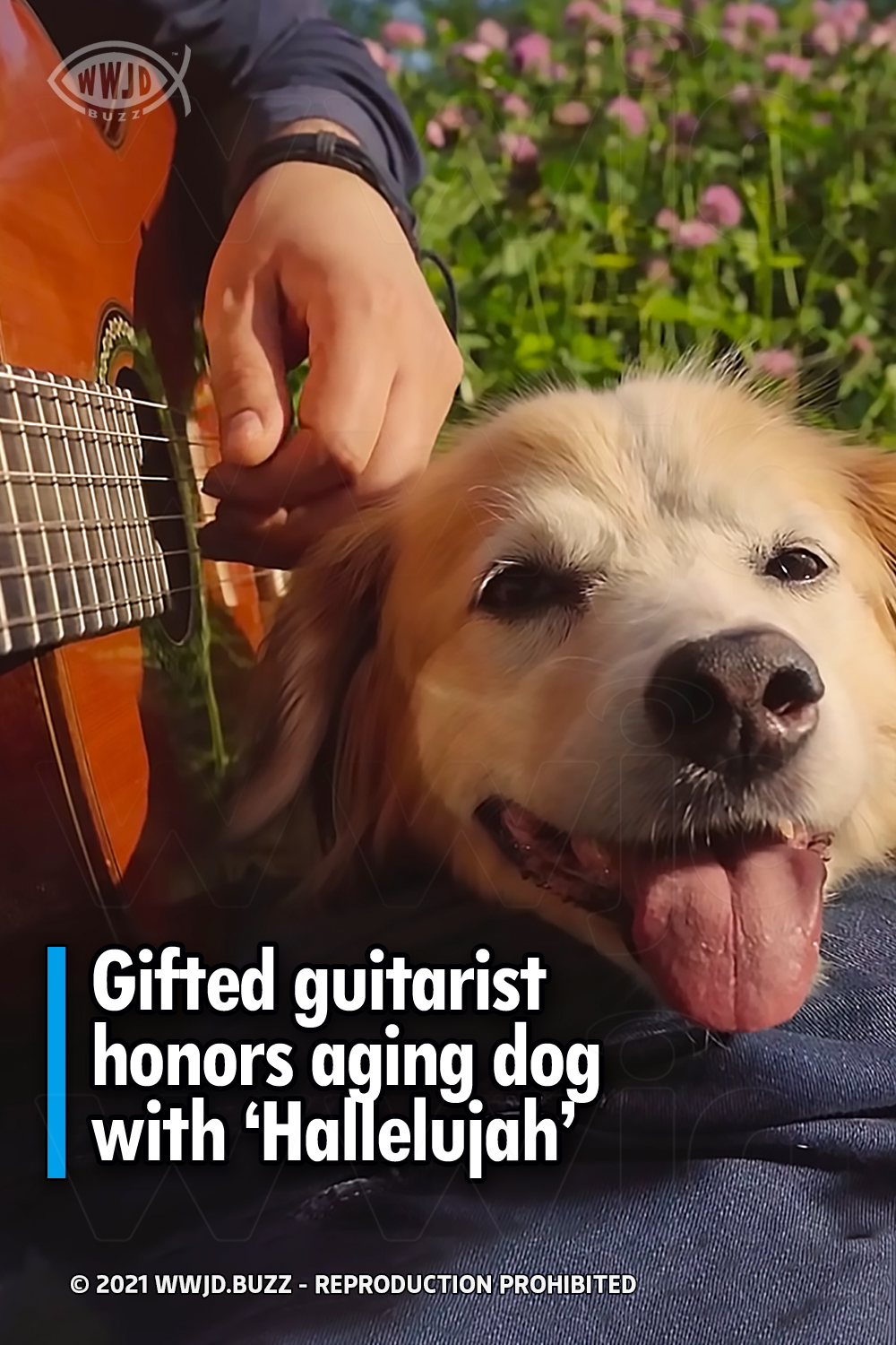 Gifted guitarist honors aging dog with ‘Hallelujah’