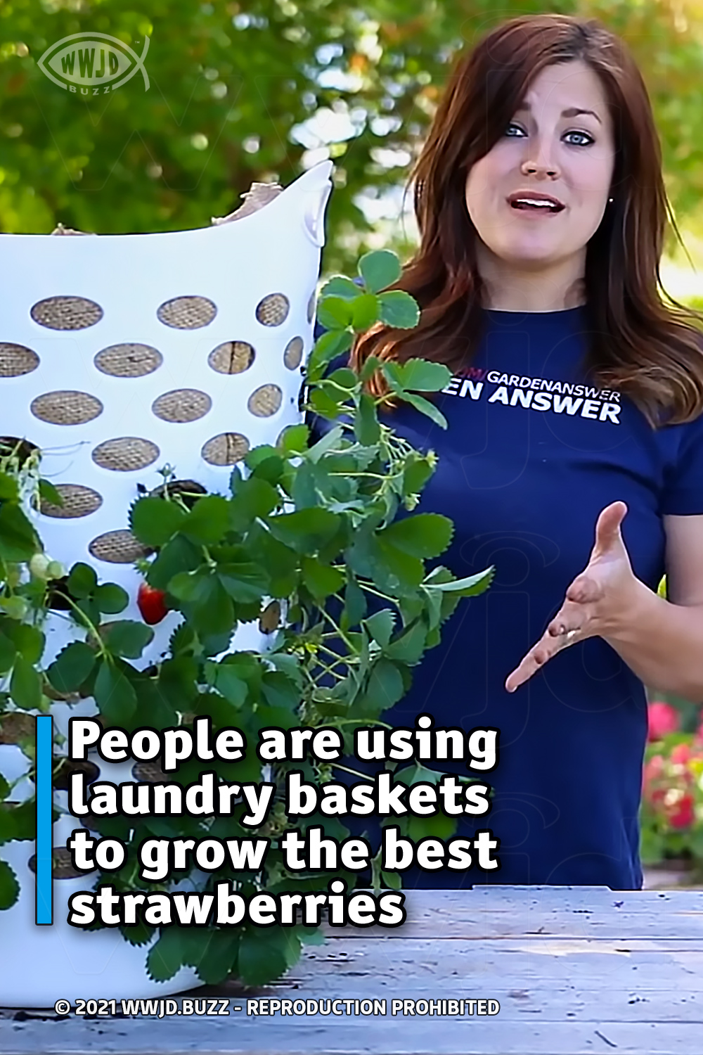 People are using laundry baskets to grow the best strawberries